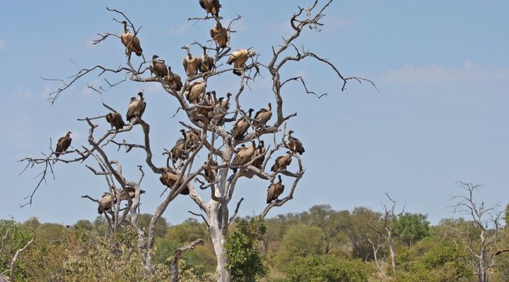 4 Nights, 2 Luxury Lodges in Balule Nature Reserve