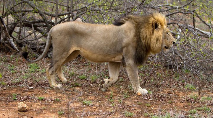 4 Nights, 2 Luxury Lodges in Balule Nature Reserve