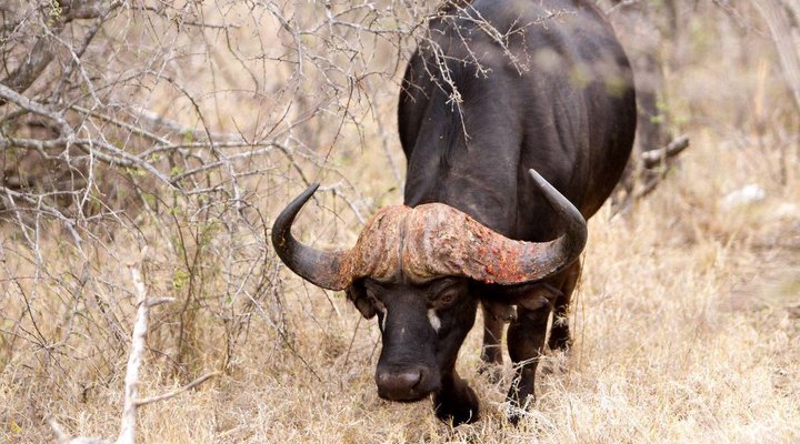 4 Nights, 2 Luxury Lodges in Balule Nature Reserve