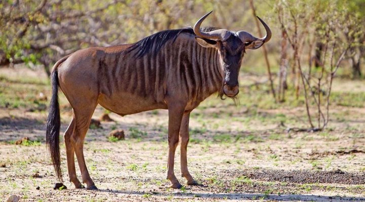 4 Nights, 2 Luxury Lodges in Balule Nature Reserve