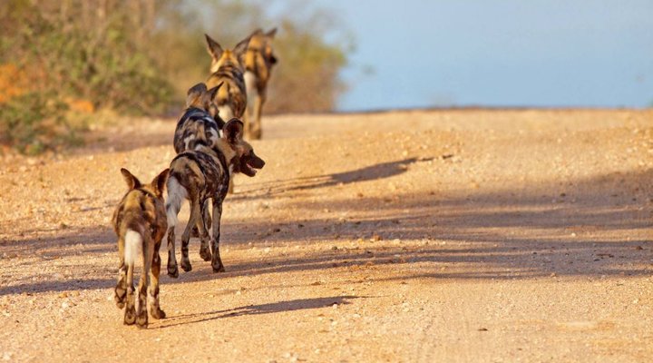 4 Nights, 2 Luxury Lodges in Balule Nature Reserve