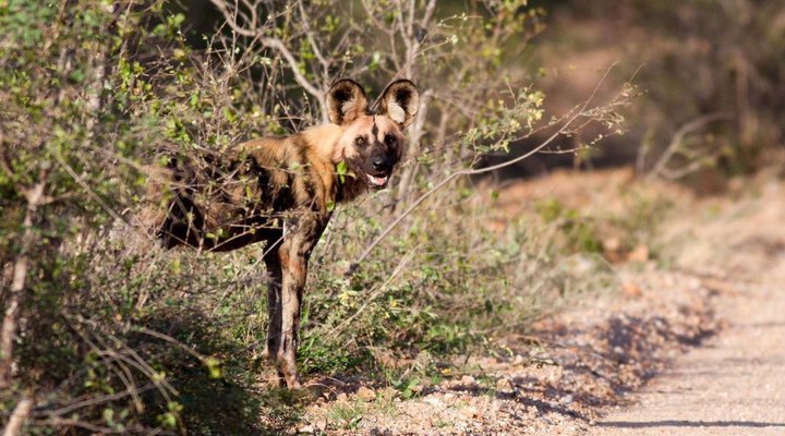 4 Nights, 2 Luxury Lodges in Balule Nature Reserve