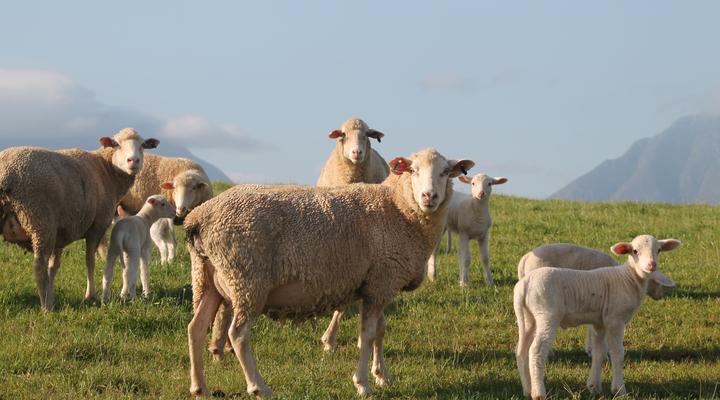 Kweekkraal Guest Farm