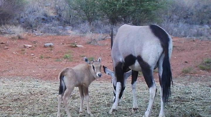 27 Degrees South Safaris