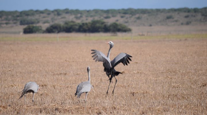 The Dunes at Arniston 