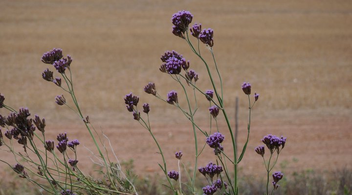 The Dunes at Arniston 