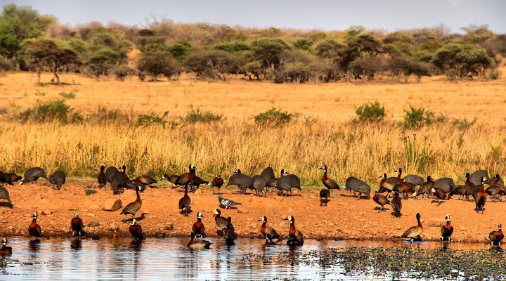 De Kleine Serengeti Game Lodge