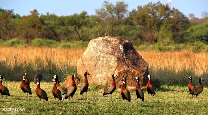 De Kleine Serengeti Game Lodge