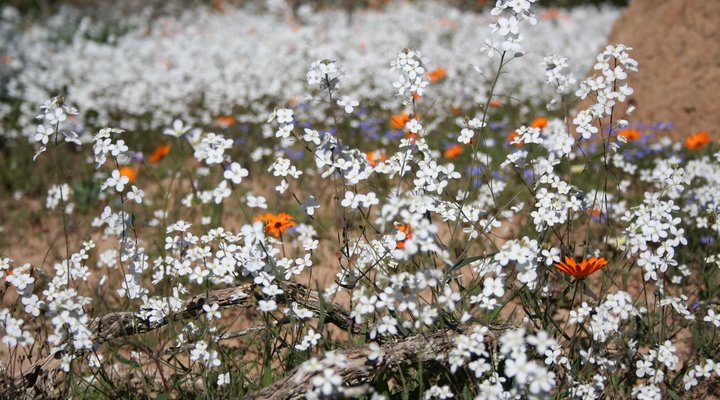 Brandrivier Accommodation