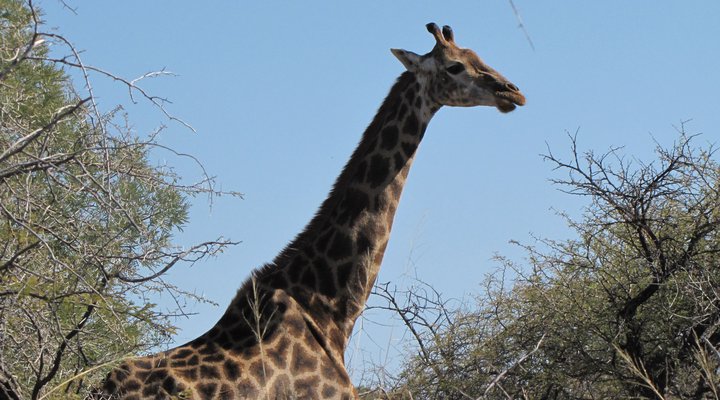 Twiga Lodge Mabalingwe