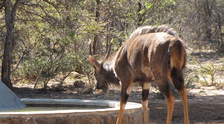 Twiga Lodge Mabalingwe