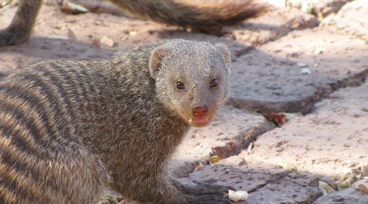 Twiga Lodge Mabalingwe