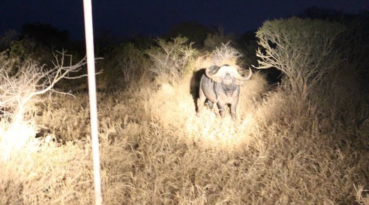 Buffalo Tented Camp