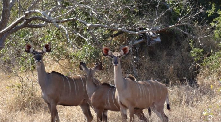 Buffalo Tented Camp