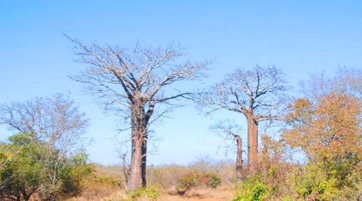 Buffalo Tented Camp