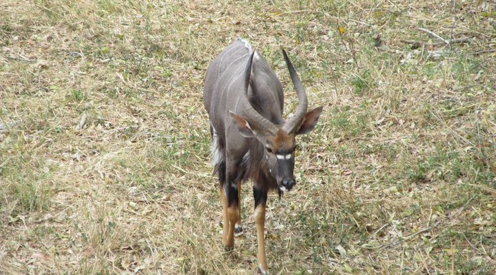 Buffalo Tented Camp