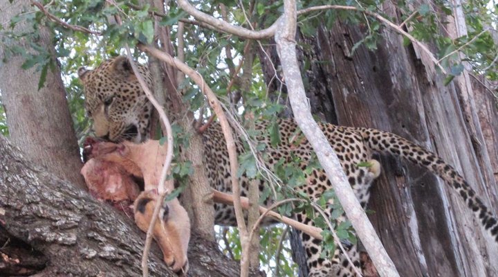 Buffalo Tented Camp