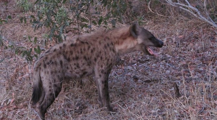 Buffalo Tented Camp