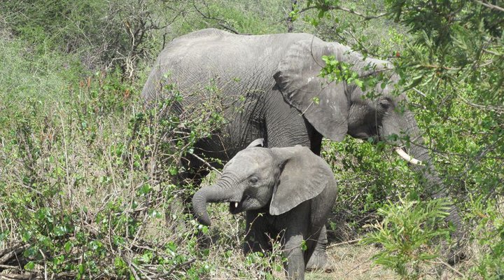 Buffalo Tented Camp