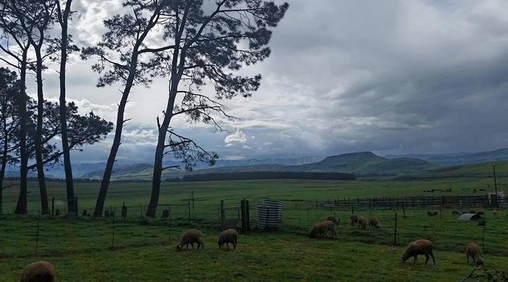 Blarney Stone Cottages