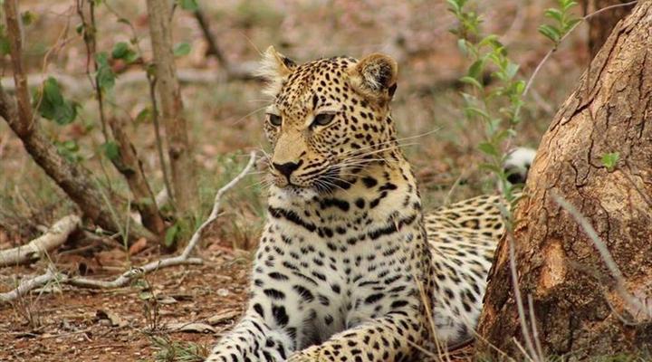 Hardekool Game Lodge