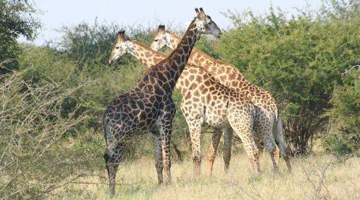 Hardekool Game Lodge