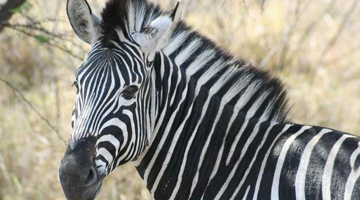 Hardekool Game Lodge
