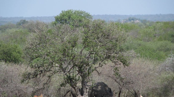 Buffalo Tented Camp