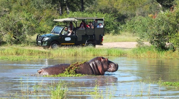 Journey Through Kruger Safari
