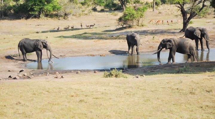 Journey Through Kruger Safari