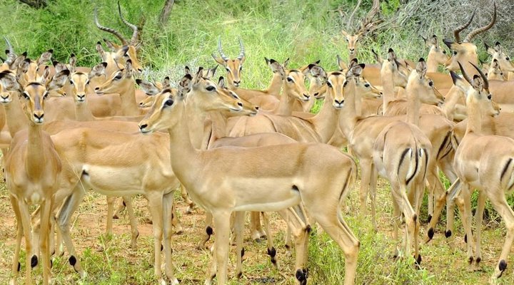 Journey Through Kruger Safari