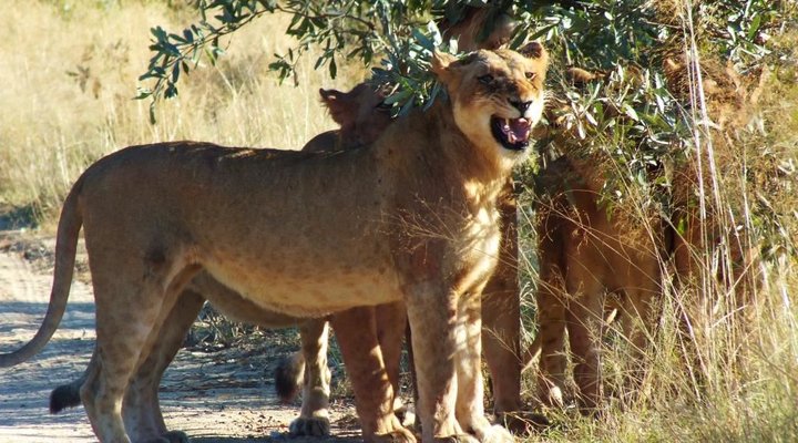 Journey Through Kruger Safari