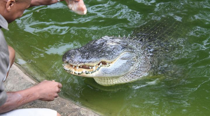 Gooderson DumaZulu Lodge