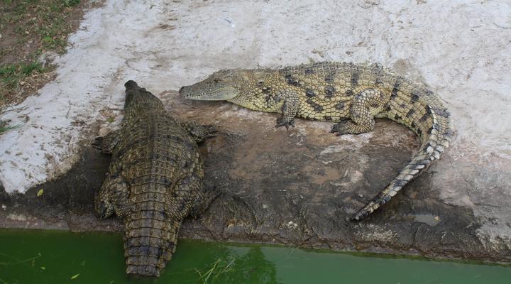 Gooderson DumaZulu Lodge