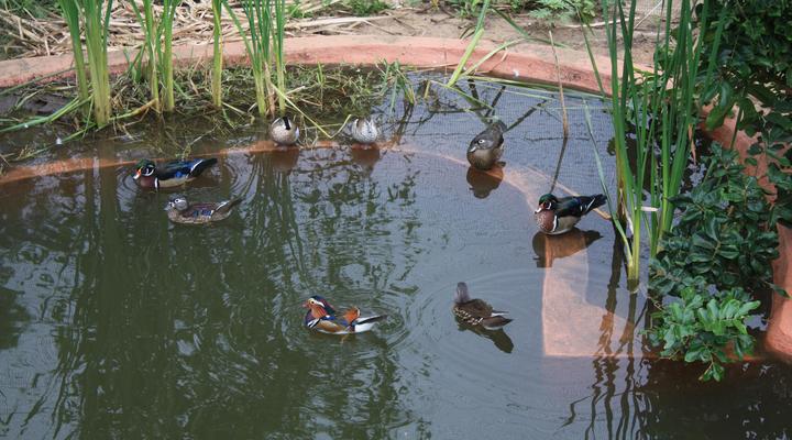 Gooderson DumaZulu Lodge