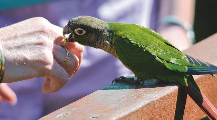 Gooderson DumaZulu Lodge