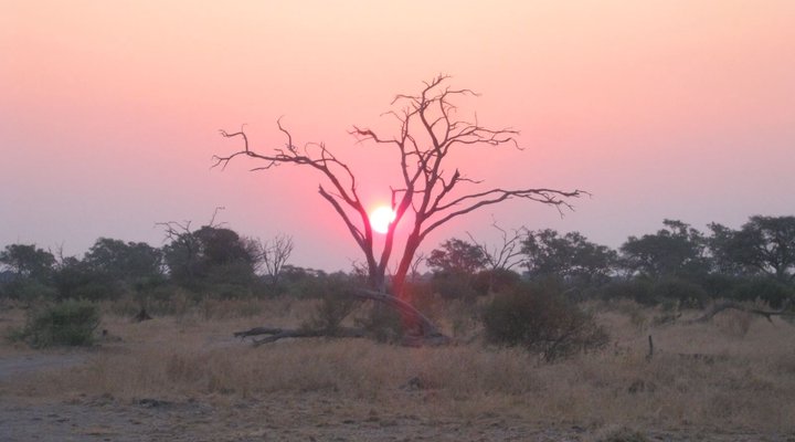 Bush Baby Calls