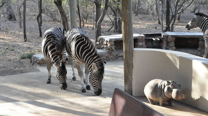 Treetops Holiday Home Near Kruger National Park