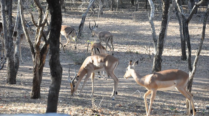 Treetops Holiday Home Near Kruger National Park
