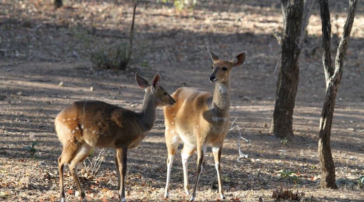 Treetops Holiday Home Near Kruger National Park
