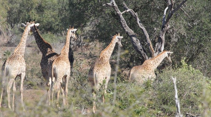 Treetops Holiday Home Near Kruger National Park