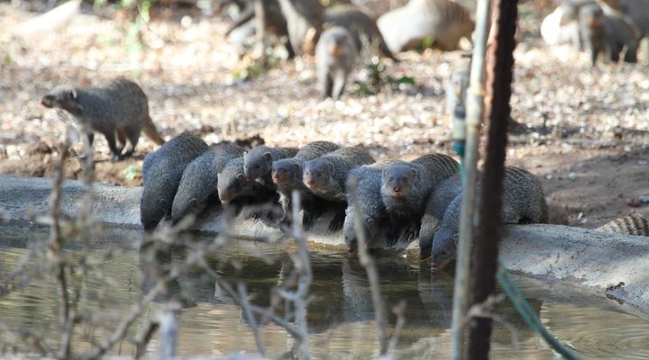 Treetops Holiday Home Near Kruger National Park