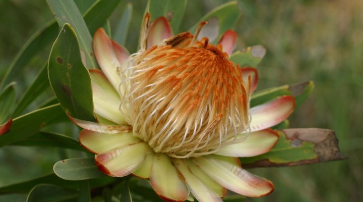 Syringa Sands Forest Cottage