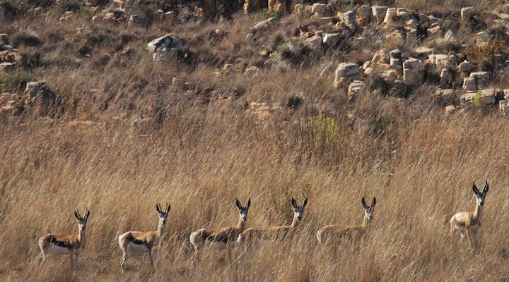 Kwaggaskop Game Farm