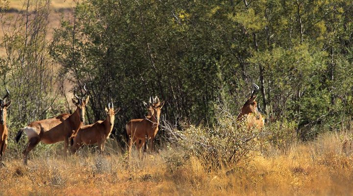 Kwaggaskop Game Farm