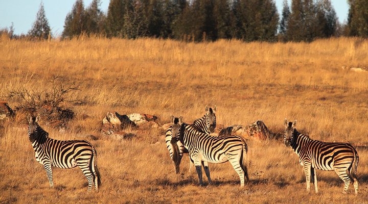 Kwaggaskop Game Farm