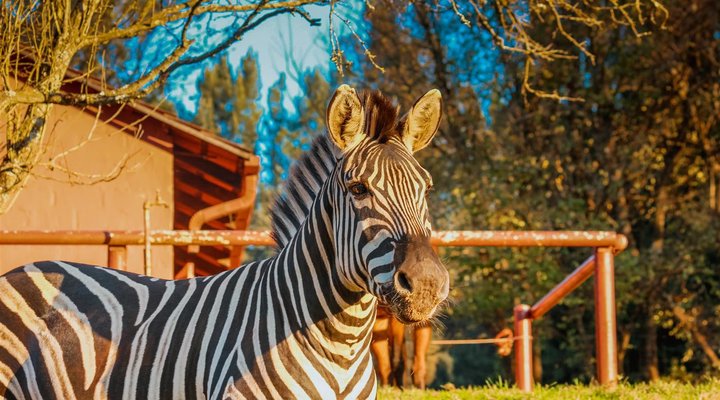 Silver Mist Adventure Lodge