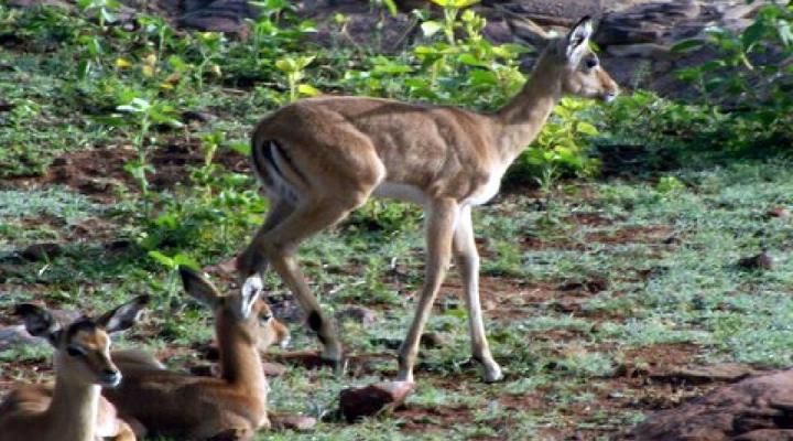 Mountain View Bush Lodge
