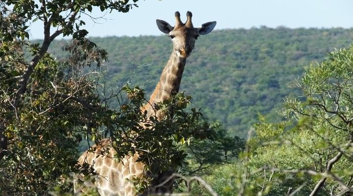 Mountain View Bush Lodge
