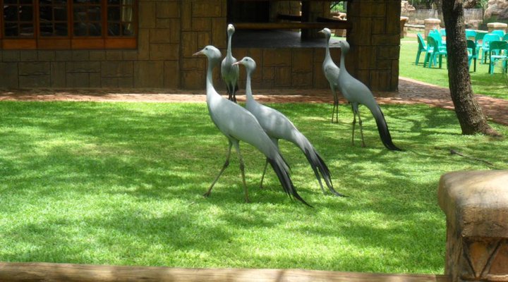 Pure Joy Lodge